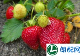 「淘米水发酵多久可以浇草莓」草莓用淘米水泡多久